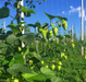 Hop Rhizomes - Cascade (Ontario Grown)    - Toronto Brewing