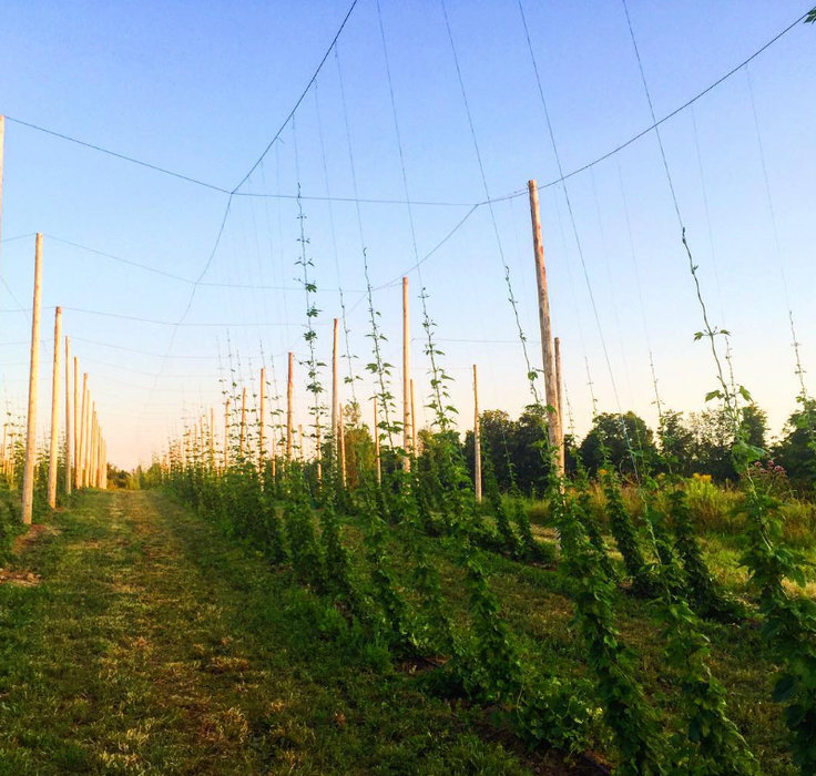 Hop Rhizome - Chinook (Ontario Grown)    - Toronto Brewing