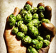 Hop Rhizome - Magnum (Ontario Grown)    - Toronto Brewing