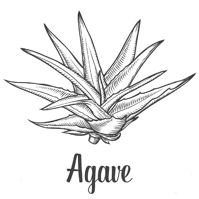 Organic Premium Agave Syrup - 25 kg    - Toronto Brewing