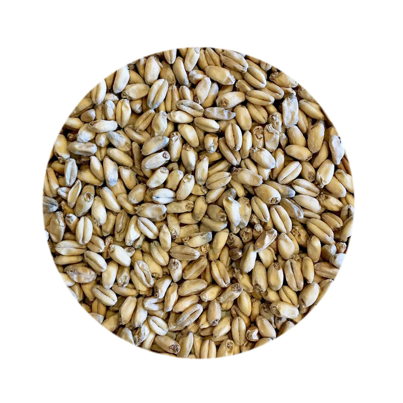 White Wheat Malt 1 lb   - Toronto Brewing