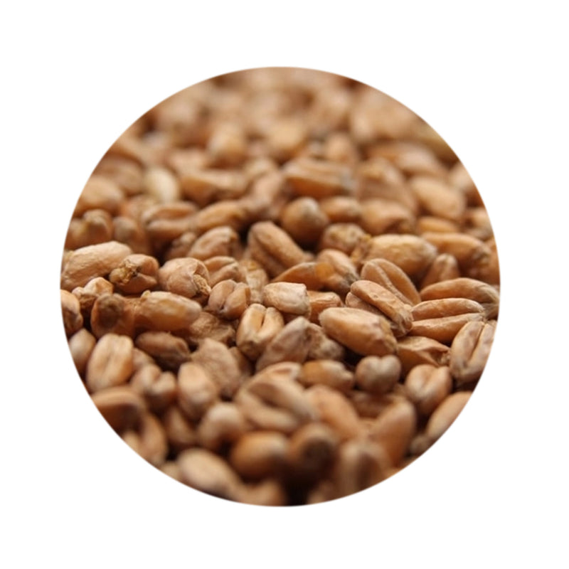 Oak Smoked Wheat Malt - Weyermann 1 lb   - Toronto Brewing