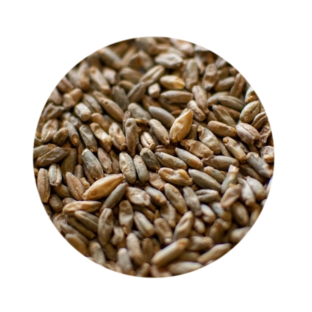 Rye Malt - Canada Malting Co. — Toronto Brewing