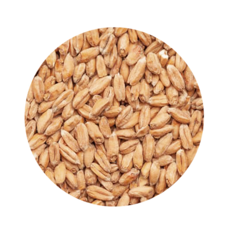 Spelt Malt 1 lb   - Toronto Brewing