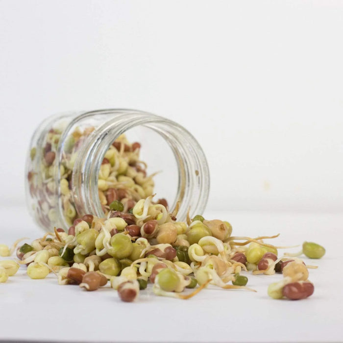 Cultures for Health | Sweet Greens Sprouting Seed Blend    - Toronto Brewing